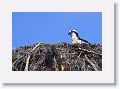 Day6-AM-GuerroNegro - 13 * Osprey. * Osprey.